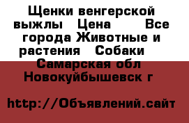 Щенки венгерской выжлы › Цена ­ 1 - Все города Животные и растения » Собаки   . Самарская обл.,Новокуйбышевск г.